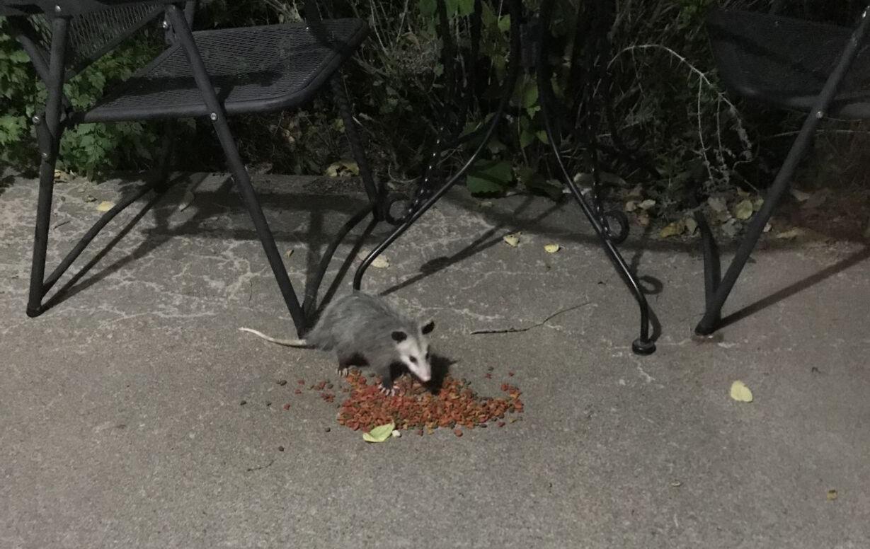 Possum